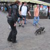 torun 41